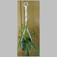 white plant hanger